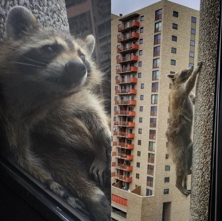 The MPRraccoon scales the 23-story UBS building.
